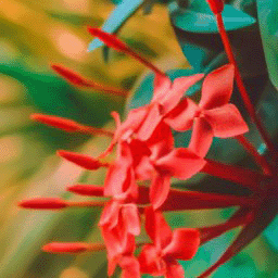 Red flowers Red
